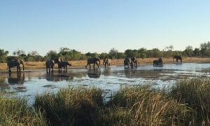 Leadership Lessons from Out of Africa